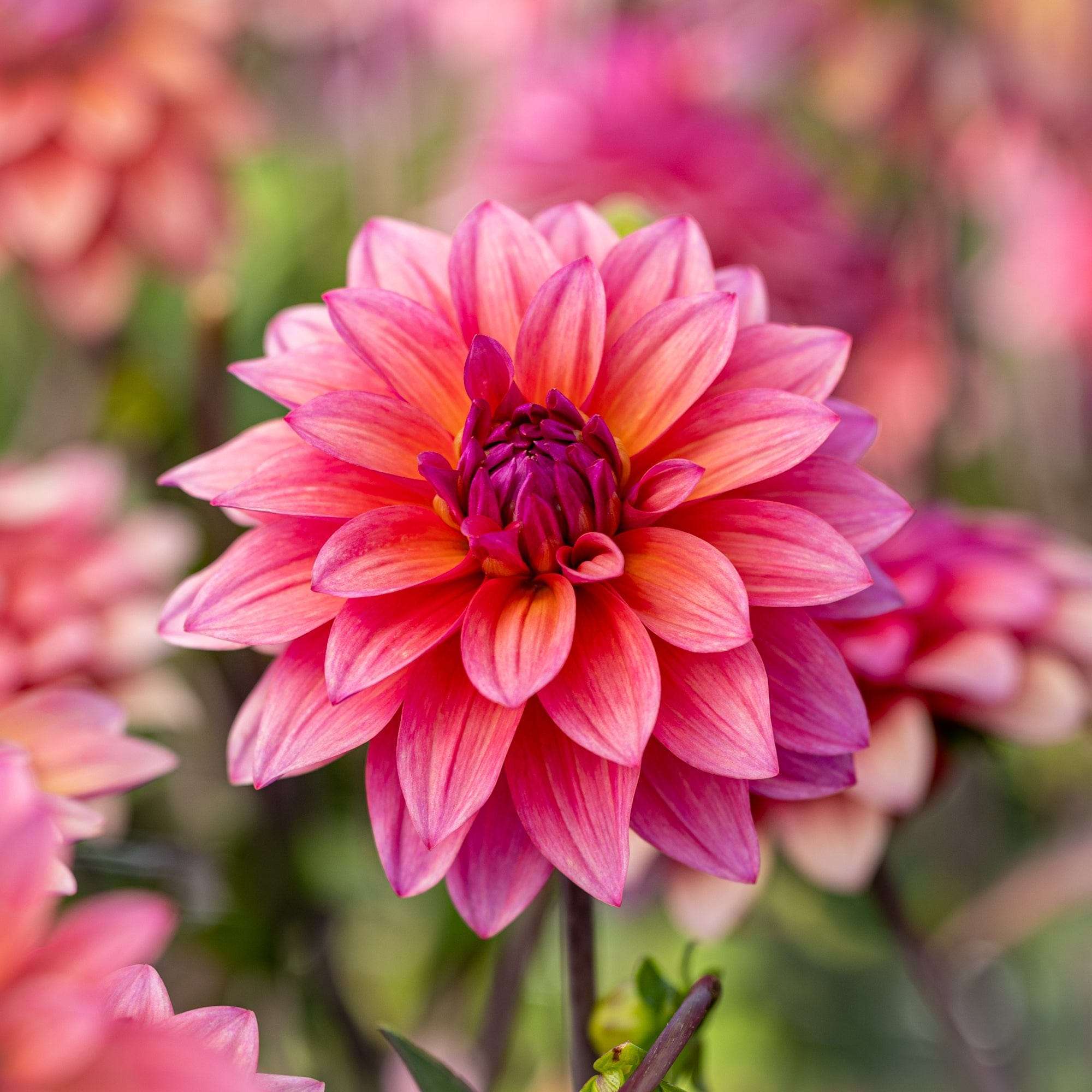 Dahliamix 'Sorbet Symphony'